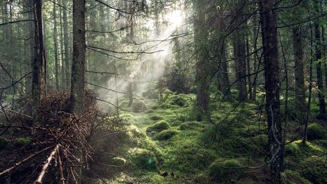 062201-009-A_jordskott9_06